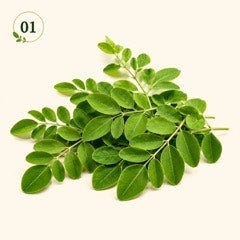 Fresh Moringa Leaves